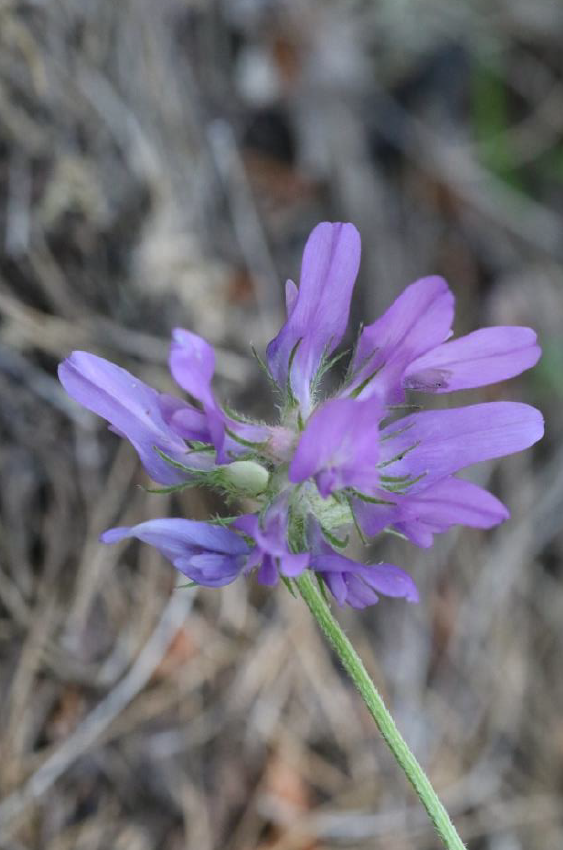 Astragalus aybarsii