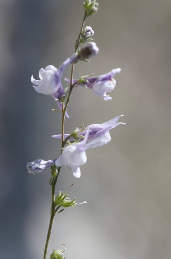 Linaria corifolia