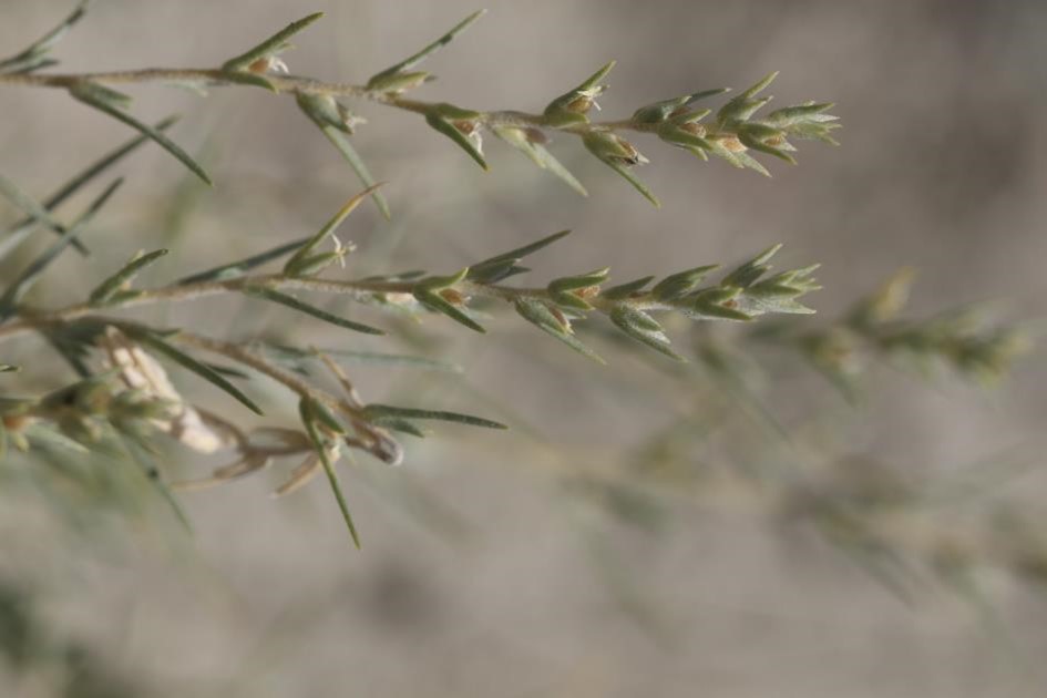 Salsola sp. nov