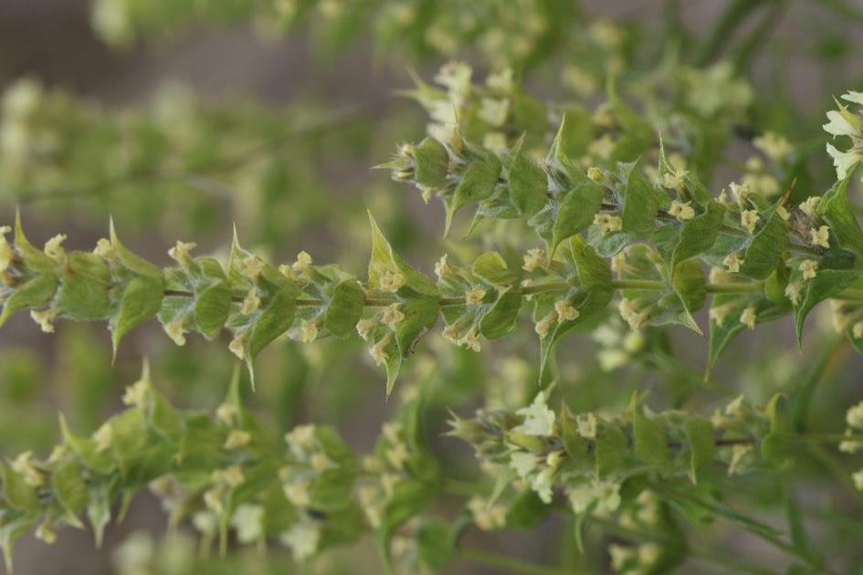 Sideritis germanicopoliatana subsp. germanicopolitana