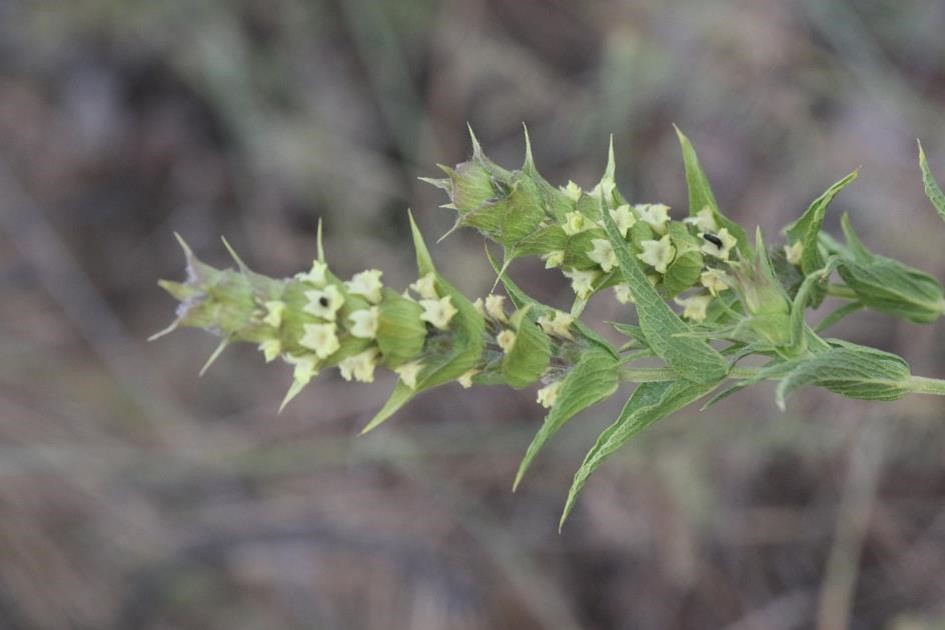 Sideritis germanicopolitana subsp. germanicopolitana