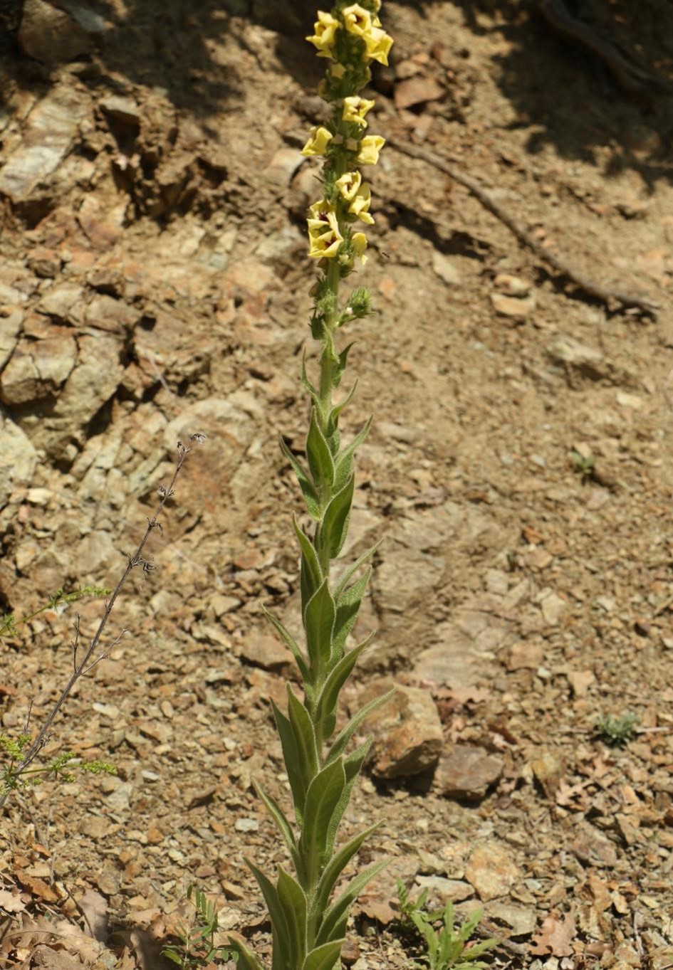 Verbascum freynii