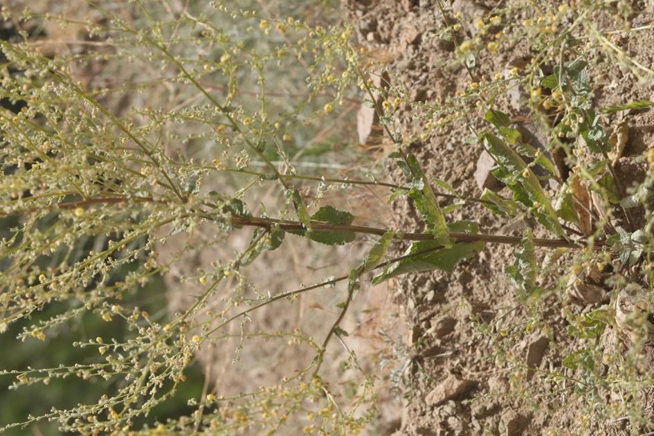 Verbascum pseudovarians