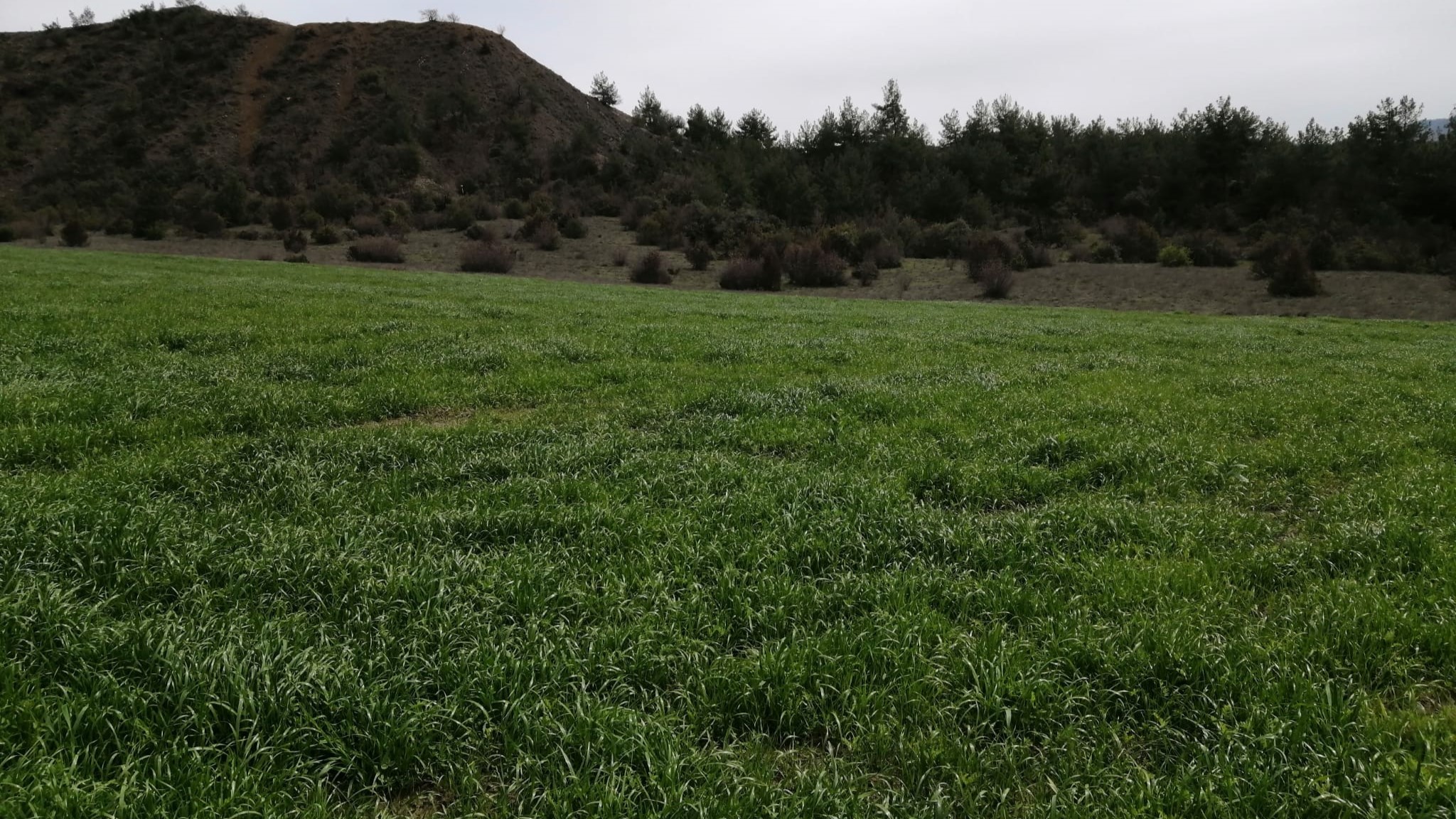 karayaprak mera alanı